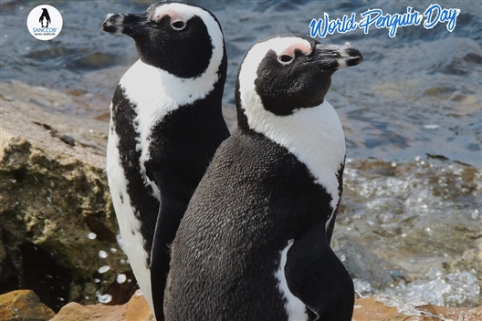 World Penguin Day